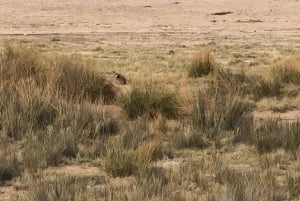 From Windhoek: 3-Day Etosha National Park Safari