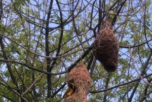 From Windhoek: 3-Day Etosha National Park Safari