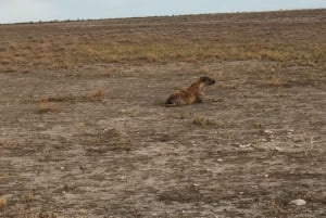 From Windhoek: 3-Day Etosha National Park Safari
