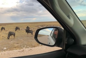 From Windhoek: 3-Day Etosha National Park Safari