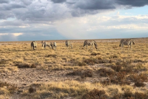 From Windhoek: 3-Day Etosha National Park Safari