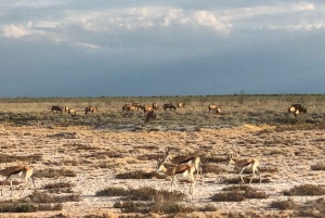 From Windhoek: 3-Day Etosha National Park Safari