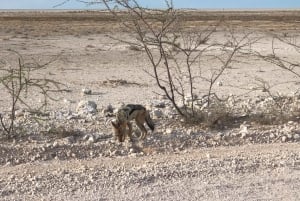 From Windhoek: 3-Day Etosha National Park Safari