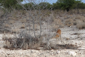 From Windhoek: 3-Day Etosha National Park Safari