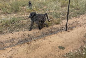 From Windhoek: 3-Day Etosha with Lodge Accommodation
