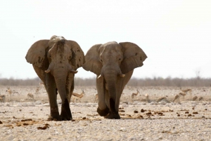 From Windhoek: 3-Day Etosha with Lodge Accommodation