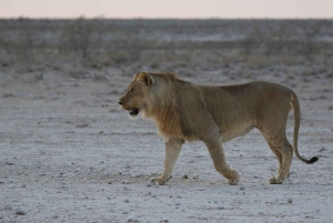 From Windhoek: 3-Day Etosha with Lodge Accommodation