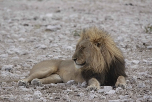 From Windhoek: 4-Day Etosha National Park Safari