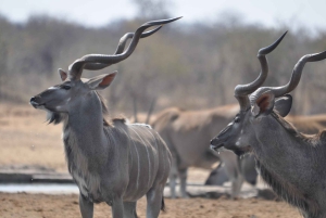 From Windhoek: 4-Day Etosha National Park Safari