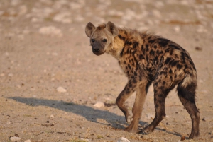 From Windhoek: 4-Day Etosha National Park Safari