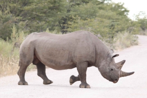 From Windhoek: 4-Day Etosha National Park Safari
