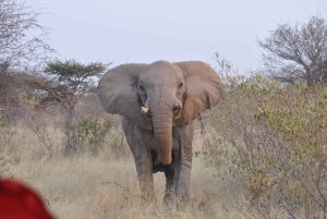 From Windhoek: 4-Day Etosha National Park Safari