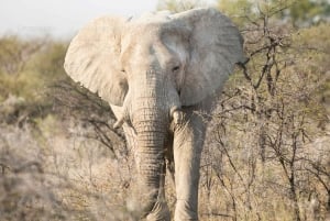 From Windhoek: 8-Day Namibia Adventure Tour with Meals