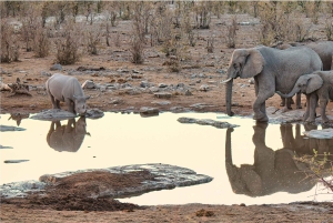 From Windhoek: Guided 1-Day Etosha National Park Safari Tour
