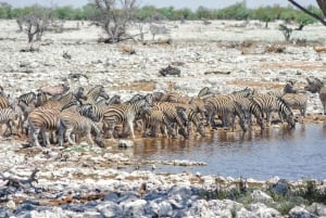 From Windhoek: Guided 1-Day Etosha National Park Safari Tour