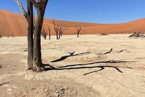 From Windhoek & Swakop: Namib Desert 2-Night Tour with Meals
