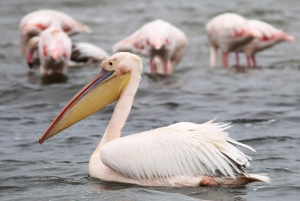 Golden Hour at Sandwich Harbour, Walvis Bay with Escapades