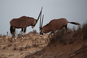 Golden Hour at Sandwich Harbour, Walvis Bay with Escapades