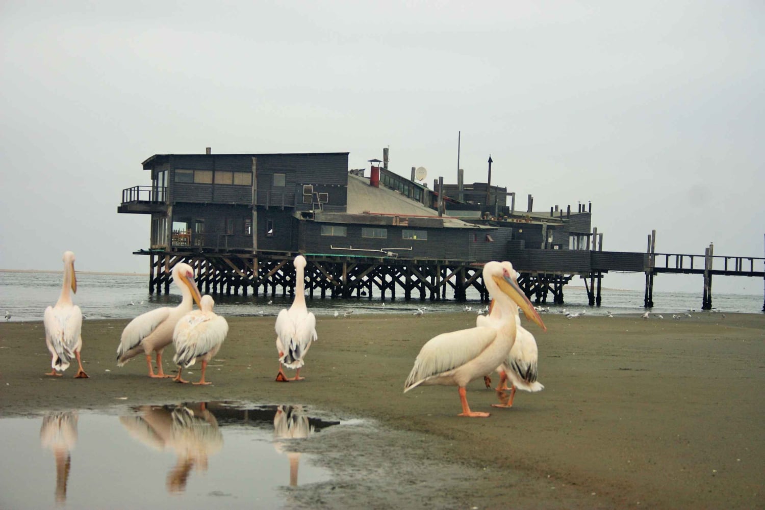 Highlight of Walvis Bay- Seal Colony & Dune 7