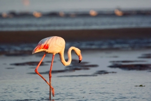 Highlights of Walvis Bay, Dune 7 Shore Excursion