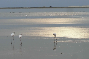 Highlight of Walvis Bay- Seal Colony & Dune 7