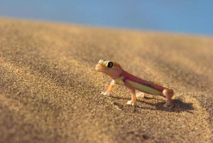 Kayaking amongst the seals and Sandwich Harbour- Combo Tour
