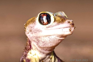 Kayaking amongst the seals and Sandwich Harbour- Combo Tour