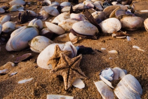 Kayaking amongst the seals and Sandwich Harbour- Combo Tour