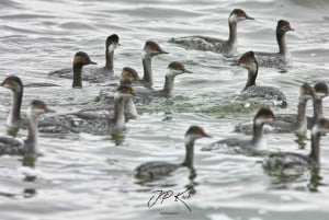 Meet the Seals at Pelican Point Peninsula