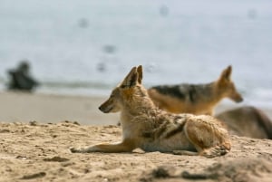 Meet the Seals at Pelican Point Peninsula