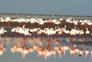 Meet the Seals at Pelican Point Peninsula
