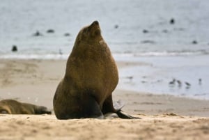 Meet the Seals at Pelican Point Peninsula