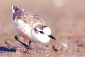 Meet the Seals at Pelican Point Peninsula