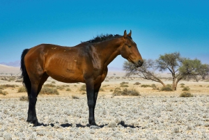 Namib Desert Horseback Ride