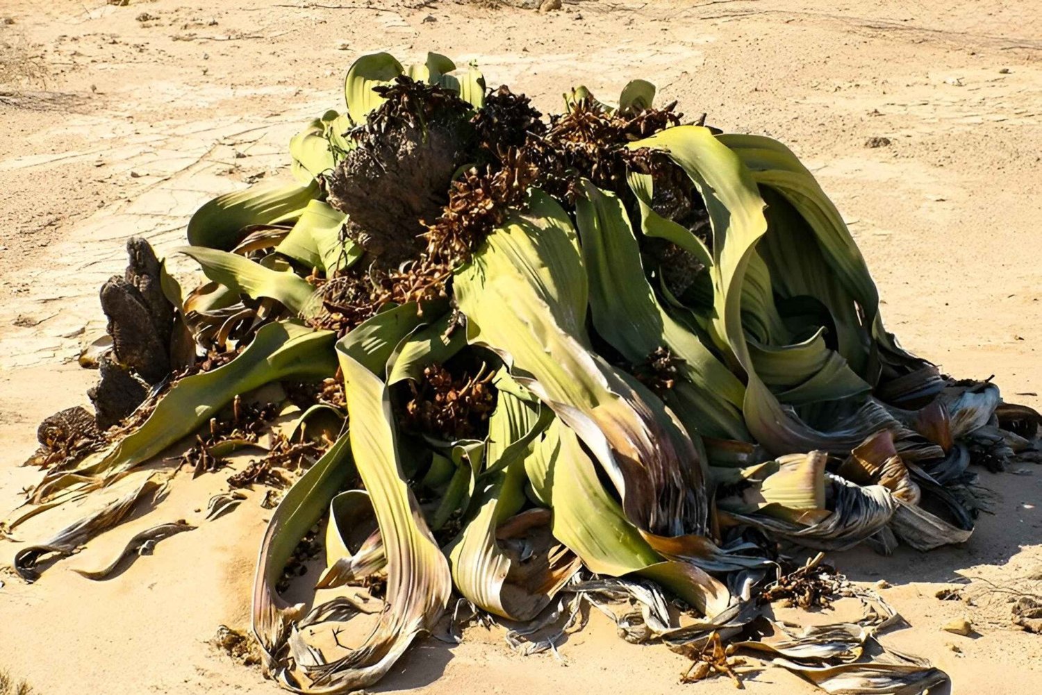 Namib-Naukluft National Park: Moon Valley & Welwitschia Tour