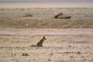 Namib Naukluft Park Landscape, Mountains & Wildlife Day Tour