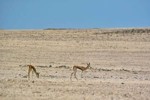 Namib Naukluft Park Landscape, Mountains & Wildlife Day Tour