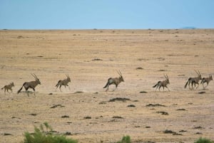 Namib Naukluft Park Landscape, Mountains & Wildlife Day Tour