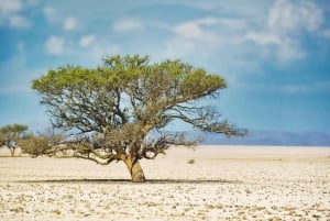 Namib Naukluft Park Landscape, Mountains & Wildlife Day Tour