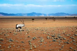 Namib-Naukluft park: Transport and tour to Naukluft park