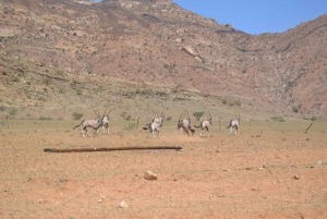 Namib Naukluft Park Trip