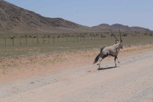 Namib Naukluft Park Trip