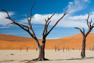 Namibia: 13-Day Tour with Game Drives and Hot Air Balloon