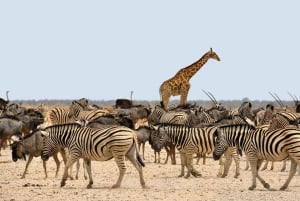 Namibia Coastal Tour Excursion