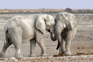 Namibian Adventure (Camping) 5 Days / 4 Nights