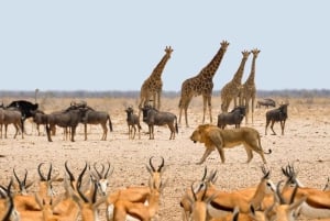 Namibian Adventure (Camping) 5 Days / 4 Nights