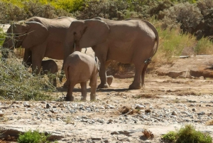 Namibias Best 4 Day Etosha Safari Private Guide Tour