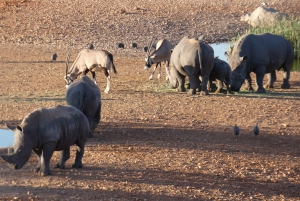 Namibias Best 4 Day Etosha Safari Private Guide Tour