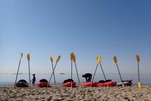 Pelican Point: Kayak with Seals Experience