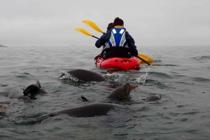 Pelican Point: Kayak with Seals Experience